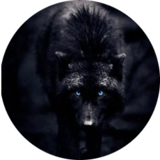 BlackWolfDreams