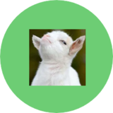 Nemacyte
