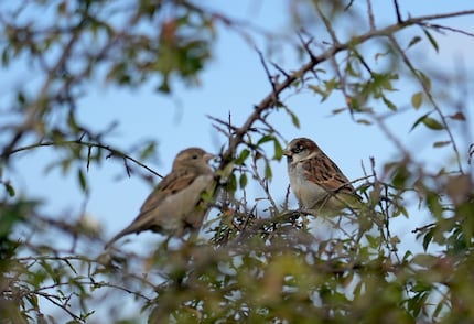 Aufgenommen mit dem 24-105mm-Objektiv. Was eigentlich das falsche Objektiv für Vögel ist. Aber du verstehst den Punkt: Die Kamera erkennt das kleine Auge und stellt darauf scharf.