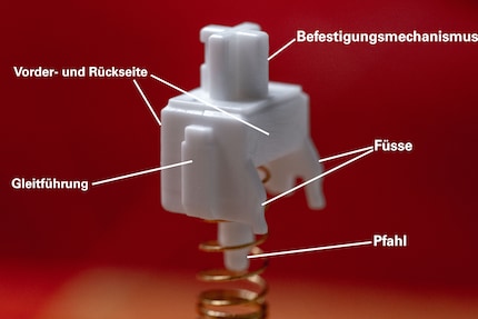 Der Stem