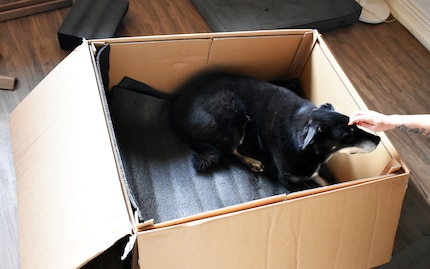 Not only cats and children like cardboard boxes...