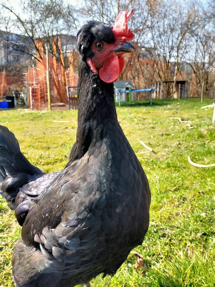 Mein Schweizerhuhn.