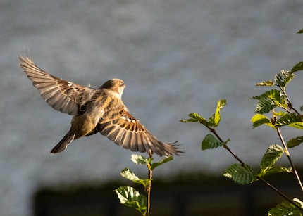 Not a perfect picture, but it shows that the electronic shutter can be used for fast movements. The wings don’t look off.