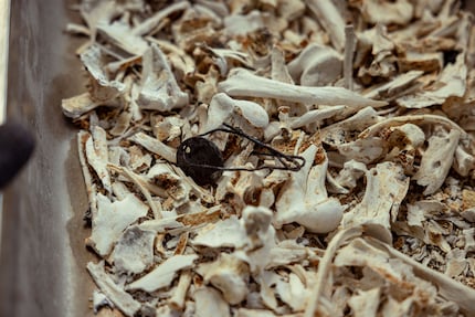 The bones and metal chip are clearly visible after cremation.