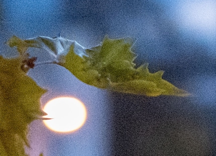 12800 ISO, cropped
