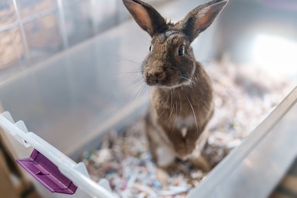 Käfigtiere nehmen ihr Zuhause mit ins neue Zuhause, trotzdem ist der Umzug auch für Nager mit Aufregung verbunden.