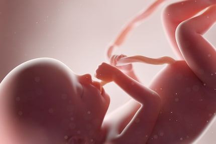 In the womb, the baby not only sucks its thumb, it also likes to play with the umbilical cord.