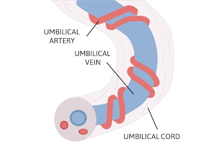 Inside the umbilical cord, two arteries spiral around a vein.
