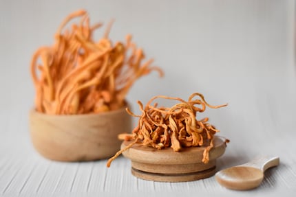 Pilze der Gattung Cordyceps werden bereits seit mehr als 1500 Jahren in der chinesischen Medizin genutzt.