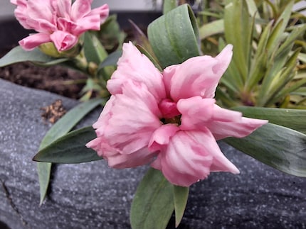 The macro camera: useful for picturesque images…