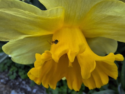 …less so for detailed photos of spiders.