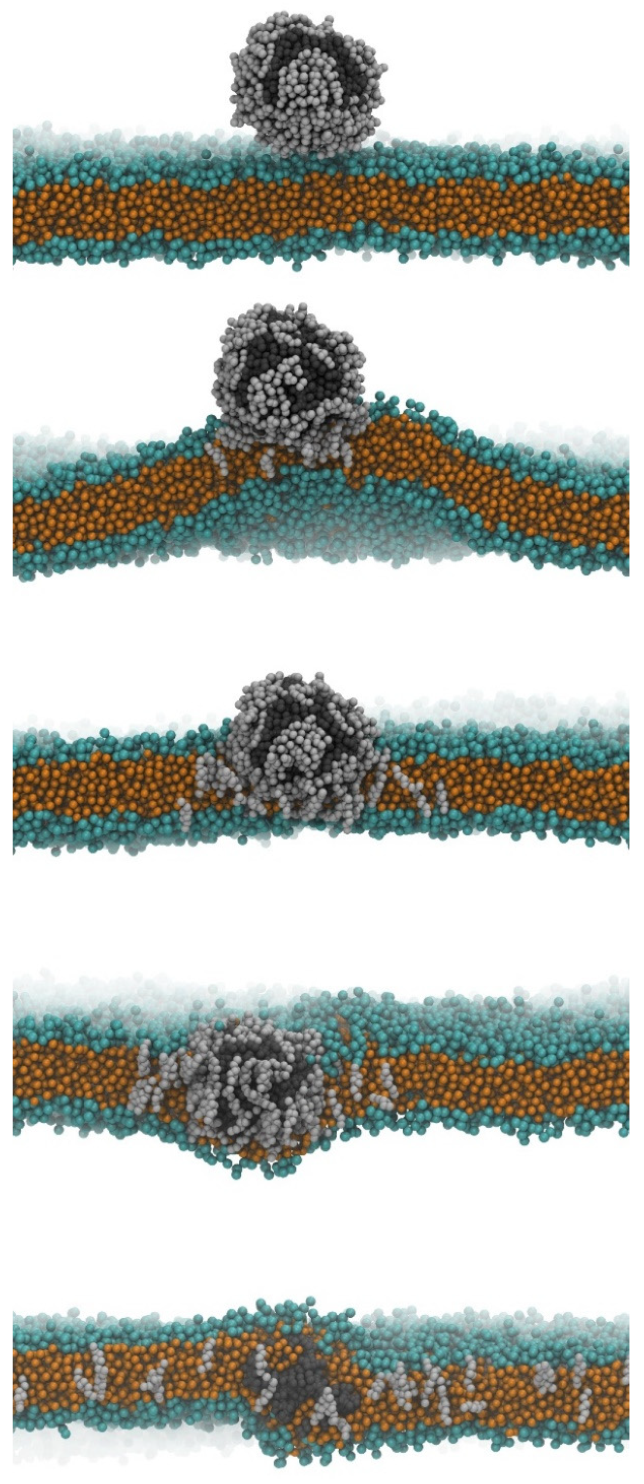 Simulation of a model blood-brain barrier: The plastic particles are wrapped in a shell of cholesterol molecules, which enables them to pass through the double membrane into the brain. 