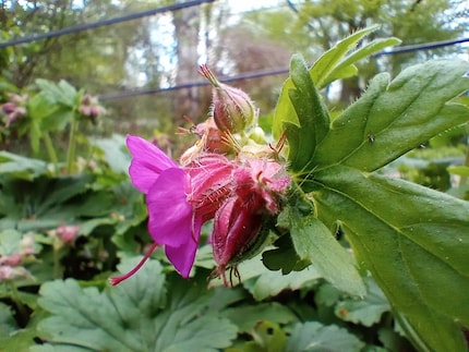 Die Makrokamera lässt Blüten jämmerlich aussehen.