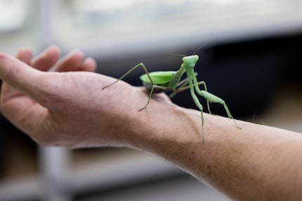 Het is geen toeval dat deze Indiase bidsprinkhaan rustig bij Simone Piovan zit. Als hij genoeg te eten heeft en het klimaat hem bevalt, kan hij maandenlang op dezelfde plek blijven.