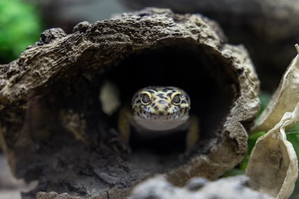 De luipaardgekko is vergevingsgezinder als hij in ongeschikte omstandigheden wordt gehouden dan andere tropische dieren. En toch moet het dier met grote zorg worden behandeld.
