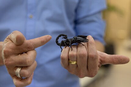 Met zijn imposante scharen ziet deze schorpioen eruit als een echte krachtpatser.