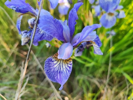 Macro-opname gemaakt met de Xiaomi 13 Lite.