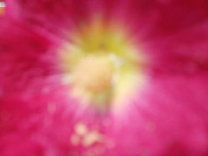 The main camera cannot focus at this distance from the subject.
