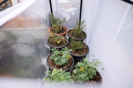 Voedselplanten in pot kun je in het aerarium zetten...