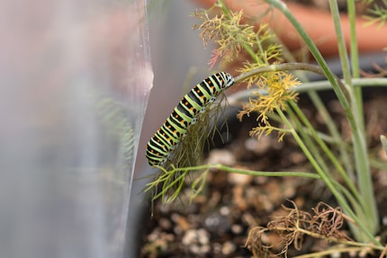 De rups zal snel in gewicht toenemen. Misschien moet je een tweede voedselplant toevoegen.