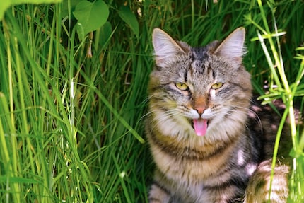 In extreme hitte hijgen katten als honden.