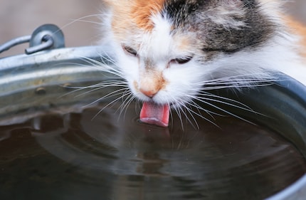Soms moeten katten worden aangemoedigd om te drinken.