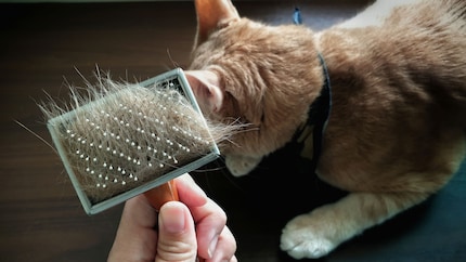 Gebruik een borstel om het overtollige haar uit de vacht van je kat te halen.