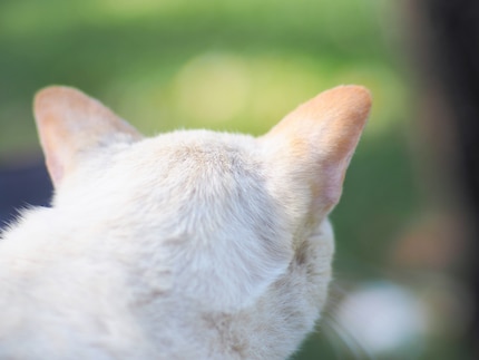 De oren van katten zijn bijzonder gevoelig, ook voor de zon.