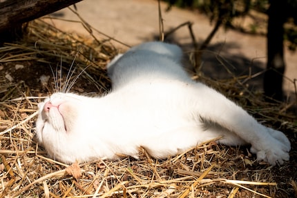 Witte katten zijn bijzonder gevoelig voor zonnebrand.