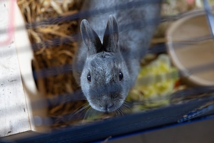 Rabbits are welcome at Tierhotel 5 Stern.