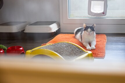 Like butter wouldn’t melt? Think again. Flöckli looks a lot more harmless than he really is.
