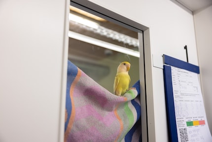 This winged guest might just get the chance to flutter around an aviary during its next stay.