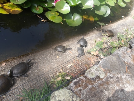 Schildpaddenparade bij «A Cupulatta».