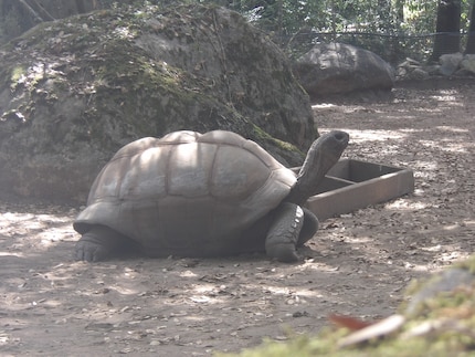 Een reuzenschildpad van de Galapagos.