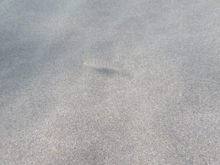 We hebben niet veel vissen gezien op ons strand.