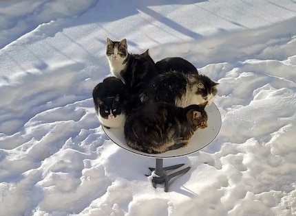 Cats like the heating of the Starlink dishes.