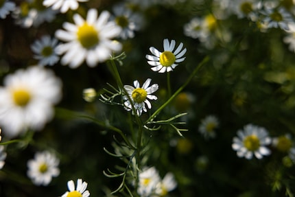 Only the yellow heads are used to produce the chamomile extract in the care shampoo.