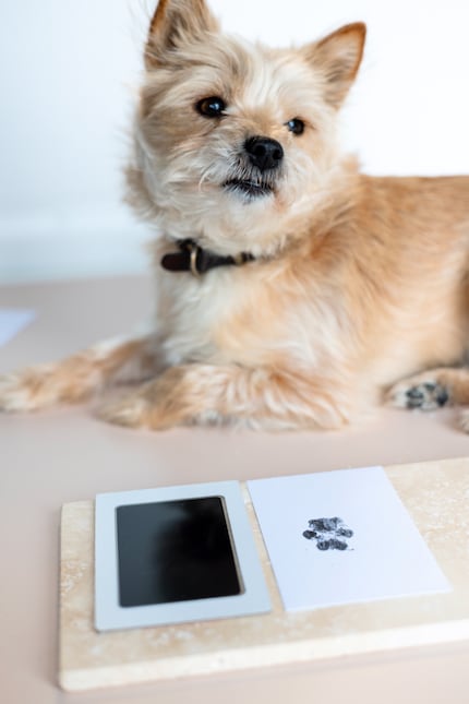 Het stempelkussen laat geen resten achter op de poot van de hond.