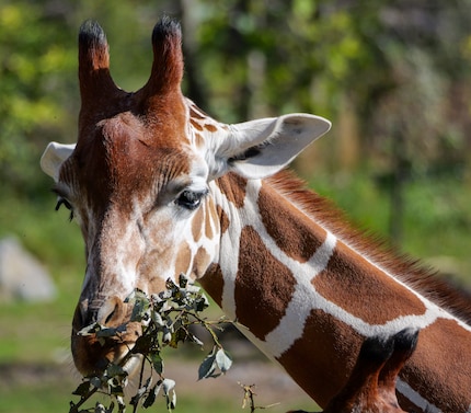 Zelfs bij een verre giraffe kan het detail beperkt blijven tot de kop.