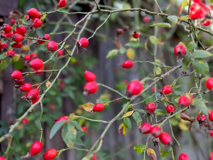 In de lente valt mijn wilde roos op met honderden kleine roze bloemetjes. Nu, in de herfst, zijn ze veranderd in helderrode rozenbottels.