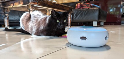 De kat heeft het door: Hij kan voor het gat loeren en wachten tot de prooi eruit komt.