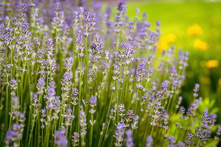 Photo: shutterstock