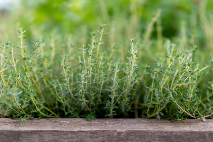 Photo: shutterstock