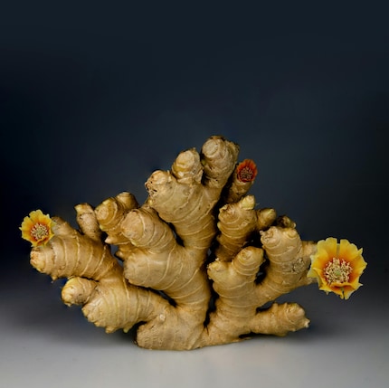 Gember bevat gingerol, dat vermoeidheid helpt bestrijden dankzij de antioxiderende en ontstekingsremmende eigenschappen.