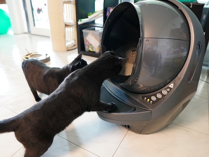 Both cats are curious to start off with. Pinot is at the back and Nero the front.