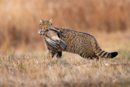 Katten als enige delicatesse? Geen goed idee in het wild.