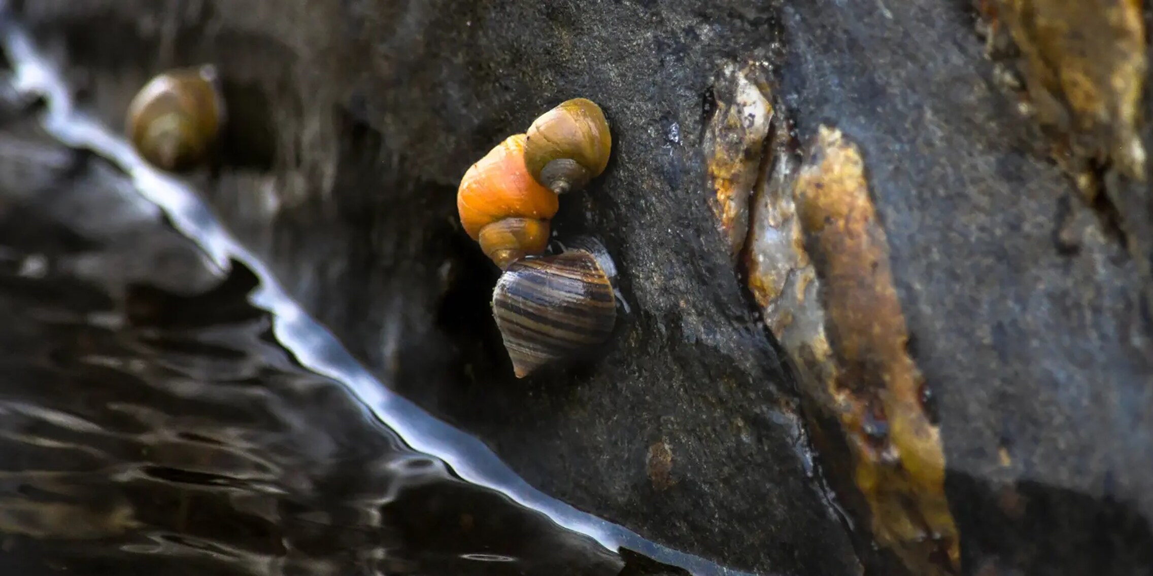 The evolution of live birth took place gradually - Galaxus
