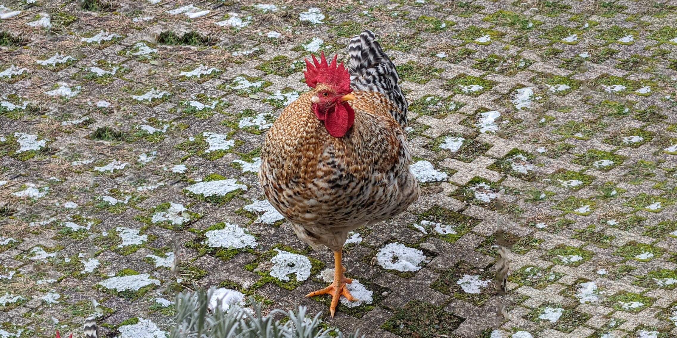 Keeping a rooster in a residential area Galaxus