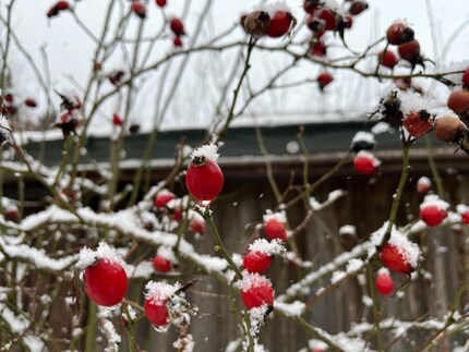 If wild roses aren’t all picked by the time autumn arrives, you can actually pluck rose hips in the snowy season and make them into tea.