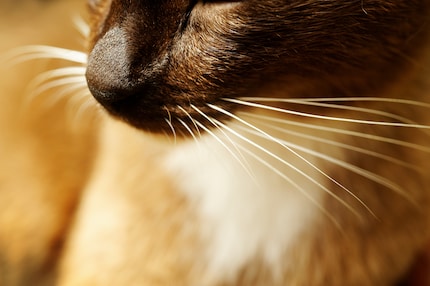 De snorharen geven de kat superkrachten.